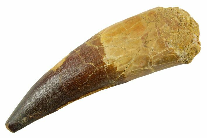 Real Spinosaurus Tooth - Large Dinosaur Tooth #380900